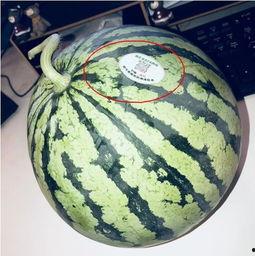 吃瓜网红地点,吃瓜群众的美食天堂 第1张 吃瓜网红地点,吃瓜群众的美食天堂 第1张